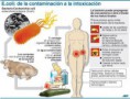/album/fotogaleria/escherichia-coli-jpg/